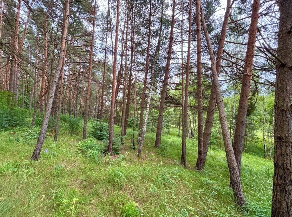 видео изображение